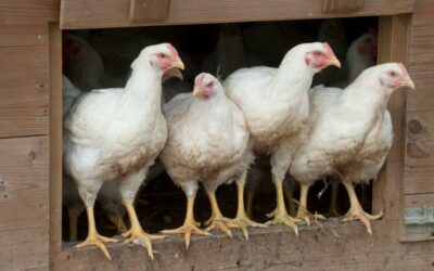 MESURES PRÉVENTIVES CONTRE LA GRIPPE AVIAIRE